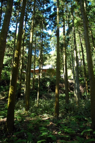 戻る道から見上げた熊野神社