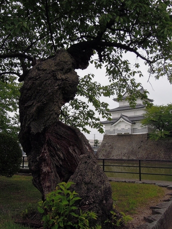 桜の古木と三階櫓