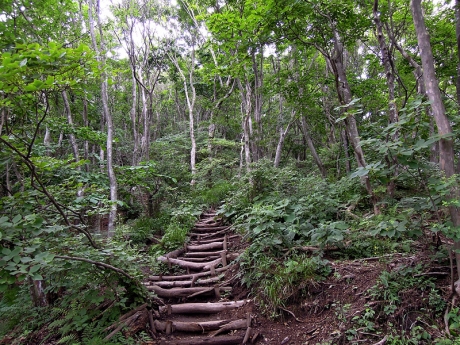 樹林帯につけられた木道