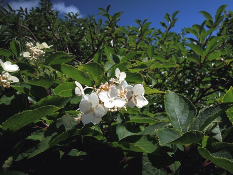 登山道に咲くノリウツギの花
