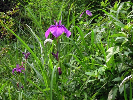 花菖蒲とオカトラノオか?