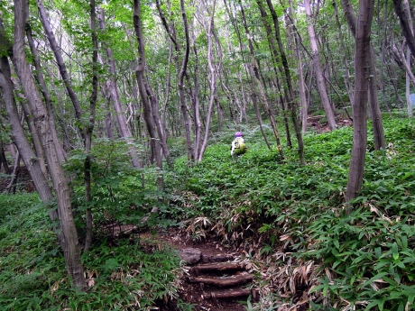 樹林帯のなかを登っていく