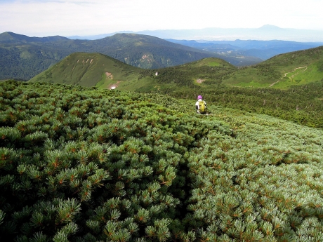 小岳の山頂を取り巻くハイマツ帯