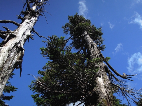 赤倉岳に向かう登山道の樹林