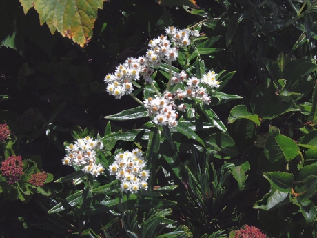 登山道わきに咲くヤマハハコの花