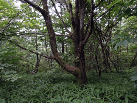 平坦な笹の道で小休止