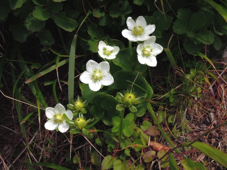 登山道のわきにに咲くウメバチソウの花