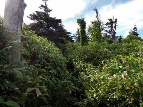 小岳に向かう登山道に入る