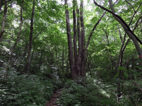 登山口から樹林帯に入る