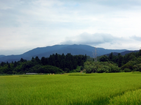 タクシーから一面の稲穂と山々を眺める