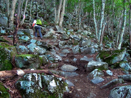 樹林帯の斜面を登っていく