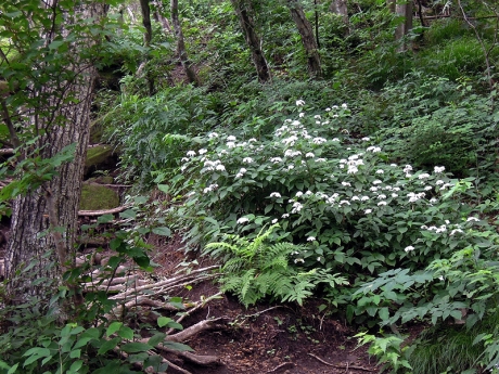 所々にヤマアジサイが咲いている