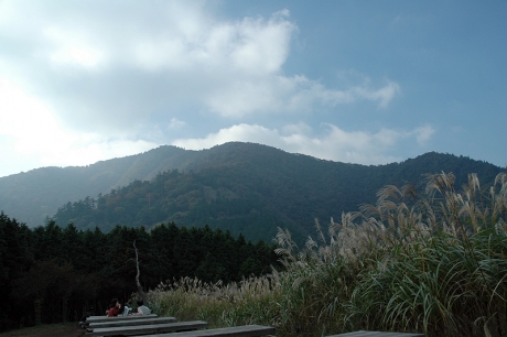 見晴台のススキと大山