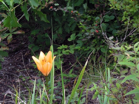 スカシユリ(?)と赤い実