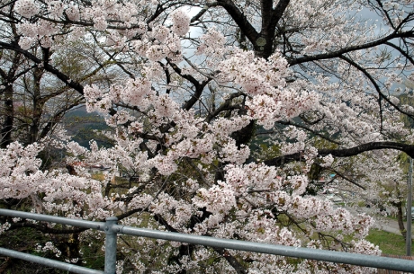 鳴子御殿湯駅ホーム脇の桜