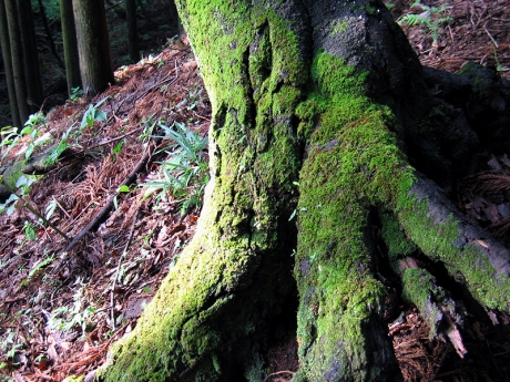苔むした古木