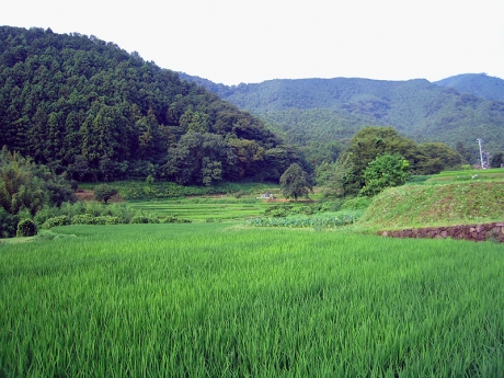 里山の風景