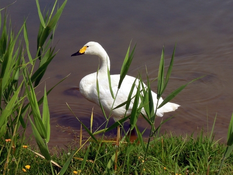 一羽の白鳥を見かける