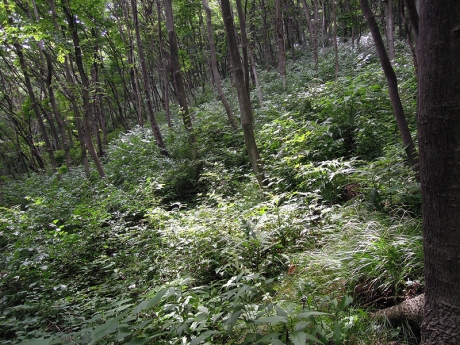 日差しは遮られていても非常に暑い