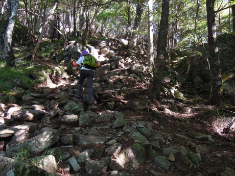 樹林帯に入り再び登りが始まる