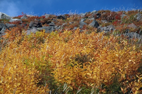 鉢巻き道から山側の紅葉