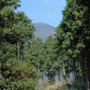 善波峠から念仏山、高取山、浅間山―駅から登る丹沢・大山　その二